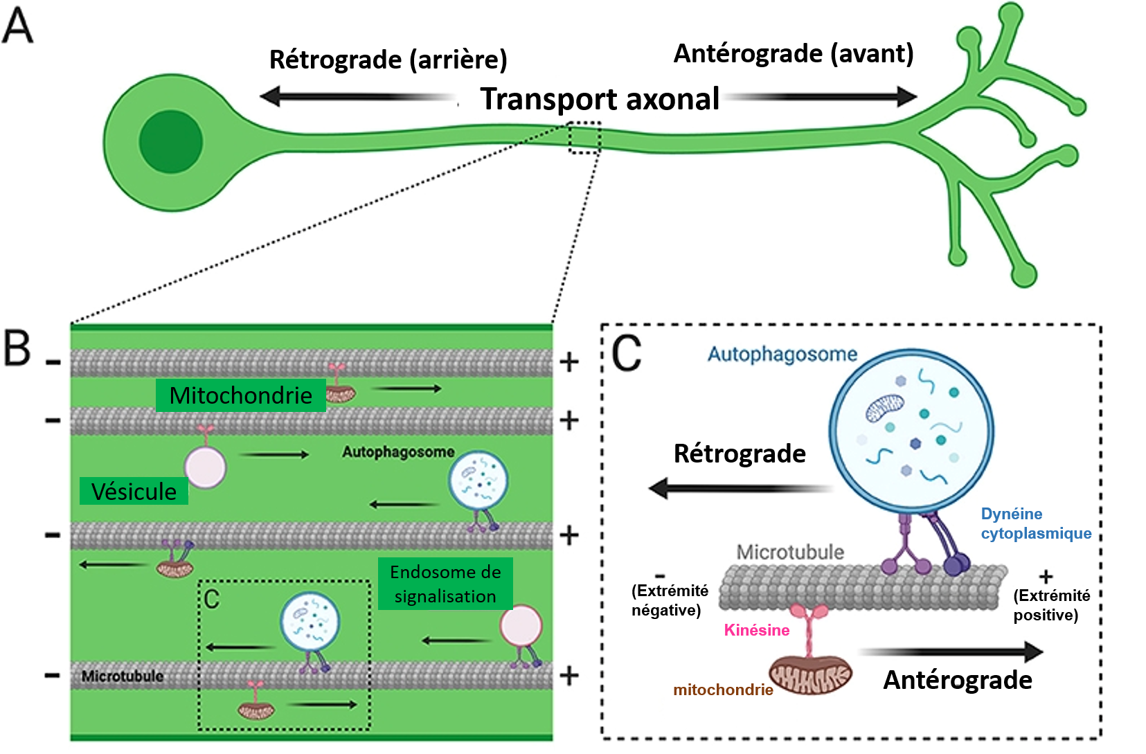 Transport axonal : Le système de transmission maintient les cellules ...