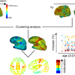 Asynchrony of the Early Maturation of White Matter Bundles in Healthy Infants